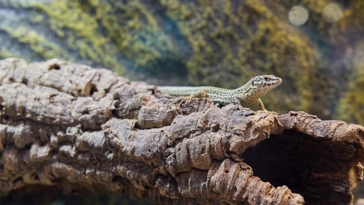 The Lizard and the Nightingale