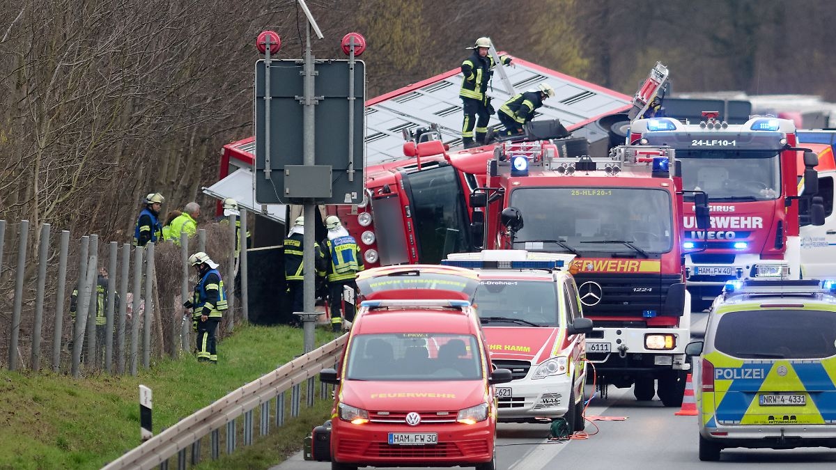 Several dead animals after accident: Pigs escape from overturned animal transporter on A2