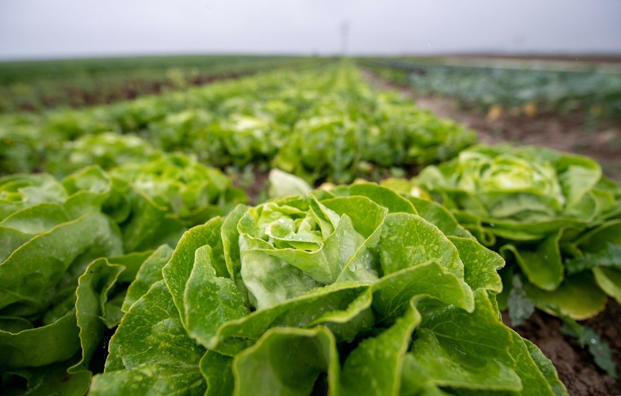 Pneus de carro | Desgaste dos pneus: da estrada para a salada