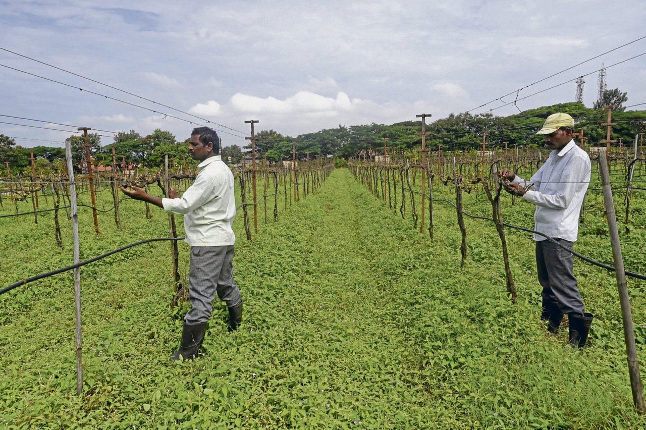 Viticulture in India | Fine wines, harsh reality