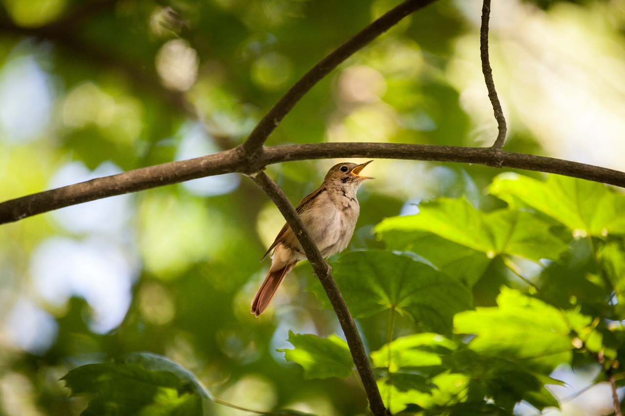 Naturaleza salvaje | La biodiversidad de Berlín: regresan ruiseñores, nutrias y castores