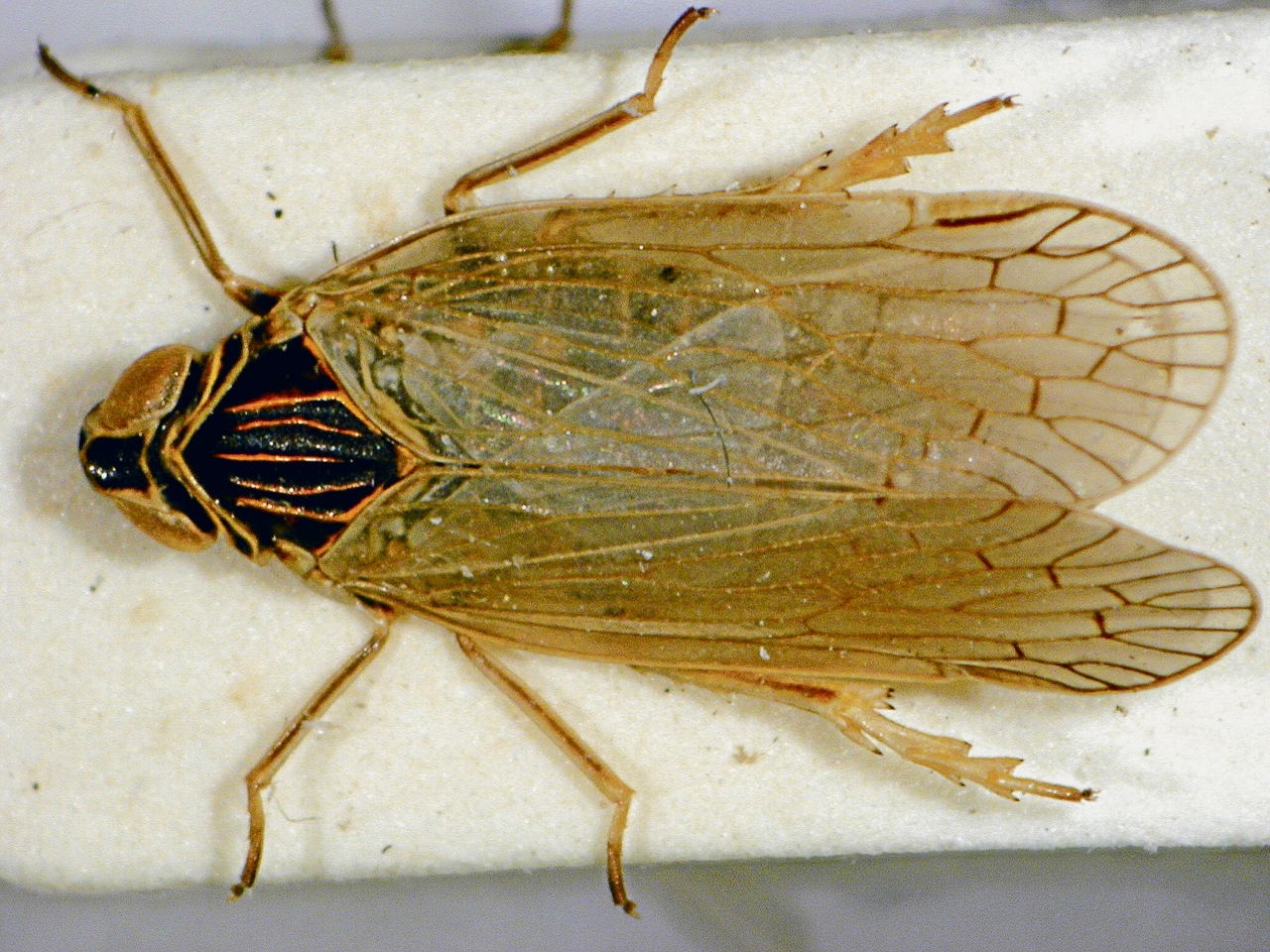 Agriculture | Reed glasswing cicada causes major damage to fields