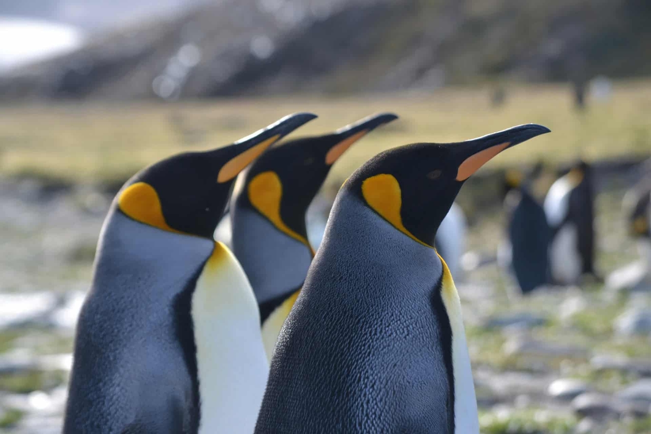 Todo sobre la Bahía Ballena Franca, Georgia del Sur (Guía 2025)