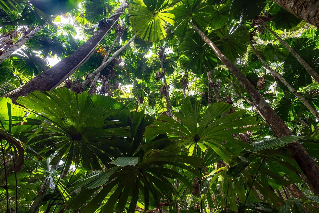 De beste wandelingen in Daintree National Park, QLD (2025)