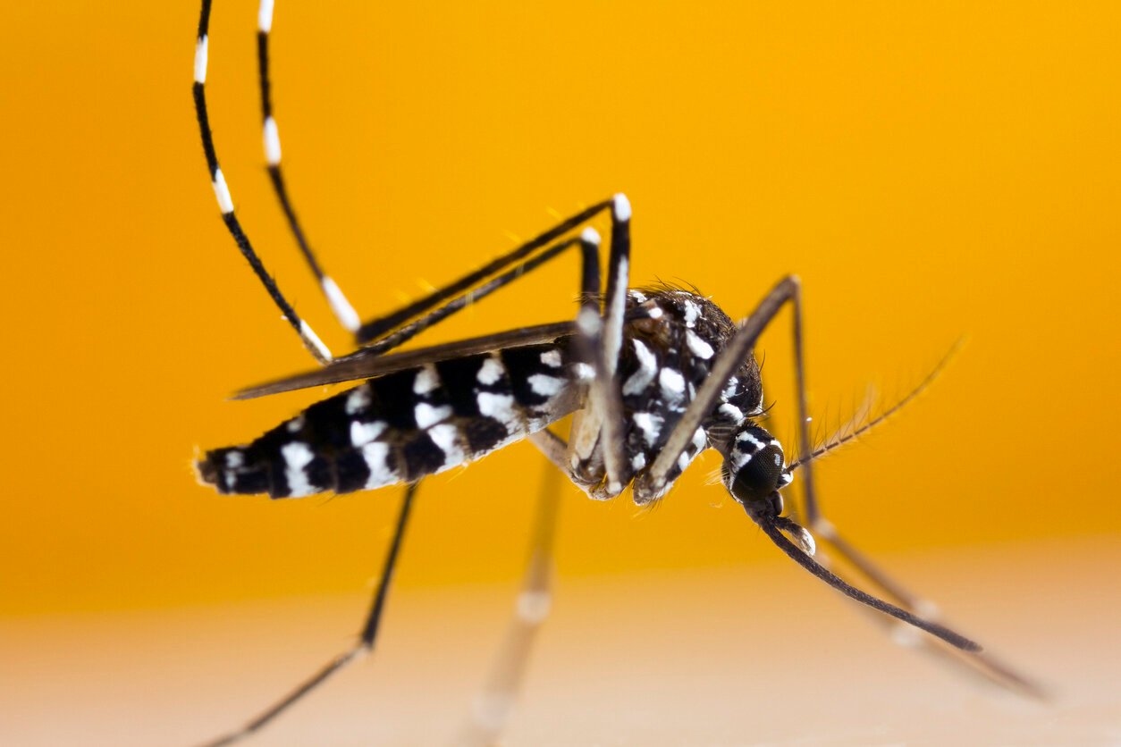 Tiger mosquitoes: this new, innovative technique to combat them