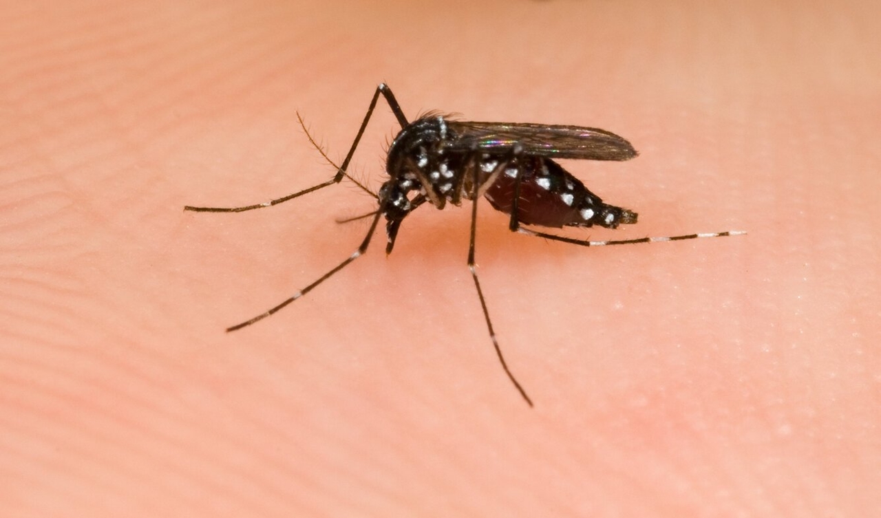 6 consejos para combatir el mosquito tigre