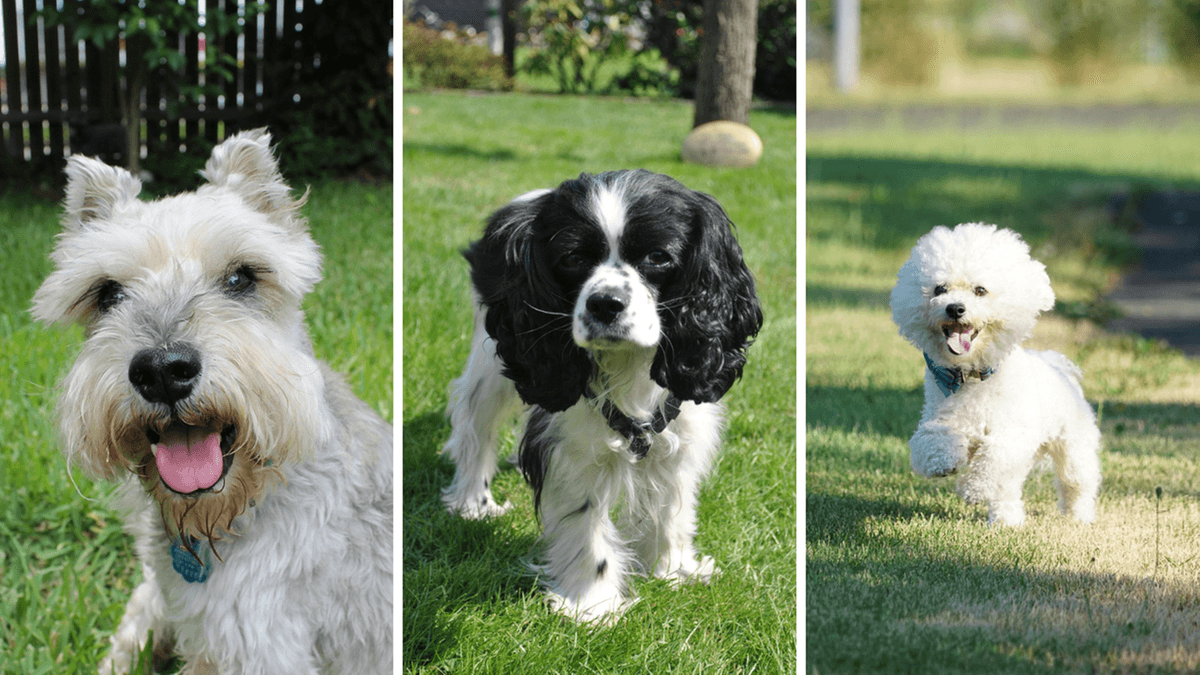 These Dogs Are Gold. The Best Breeds for Seniors Who Want a True Friend