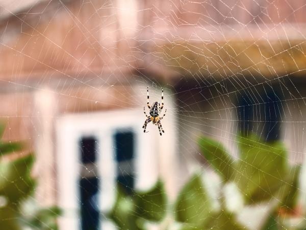 Onları Öldürmeyin: Örümcekleri Evinizden Uzak Tutmak İçin 4 Püf Noktası