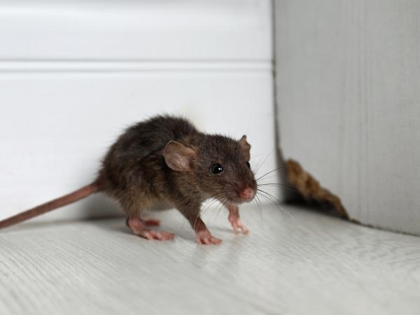 Cuidado: a doença que pode ser transmitida pela urina de rato