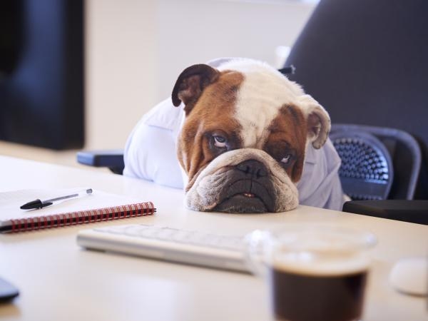 Haben Sie einen Hund mit Stupsnase? Kennen Sie die Risiken und wie Sie Ihr Leben verbessern können