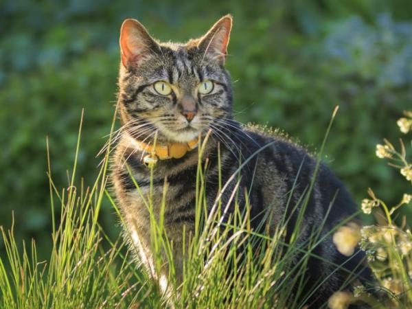 Eine gesunde Katze: So helfen diese Katzen, Stress und Traurigkeit abzubauen
