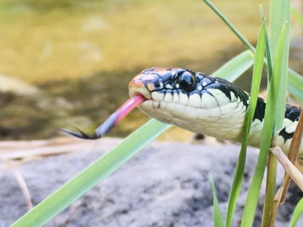 Let op: 7 geuren die slangen 'haten' en houd ze overal vandaan