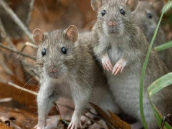 ¿Qué significa que aparezcan ratas en un sueño, según la psicología?