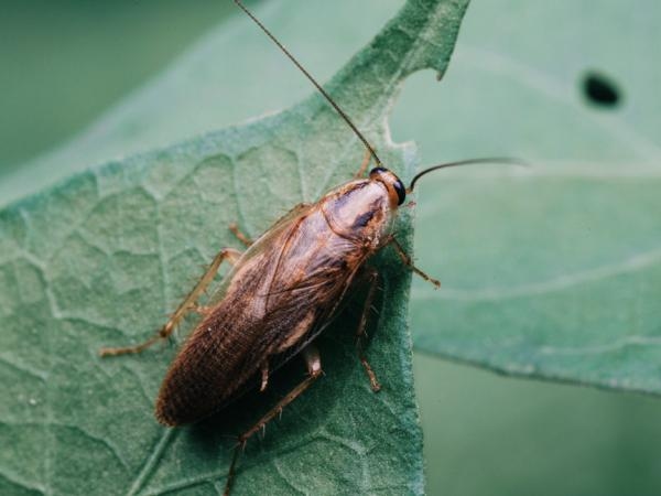 Why are there cockroaches in your garden? Here's how to protect your plants