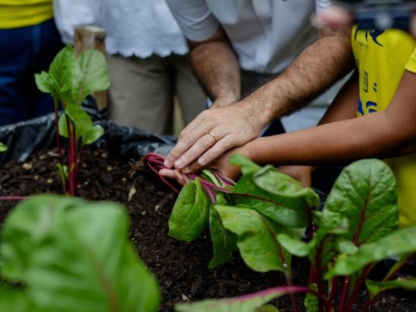 Pourquoi le basilic est-il indispensable dans votre cuisine ? Les experts le recommandent