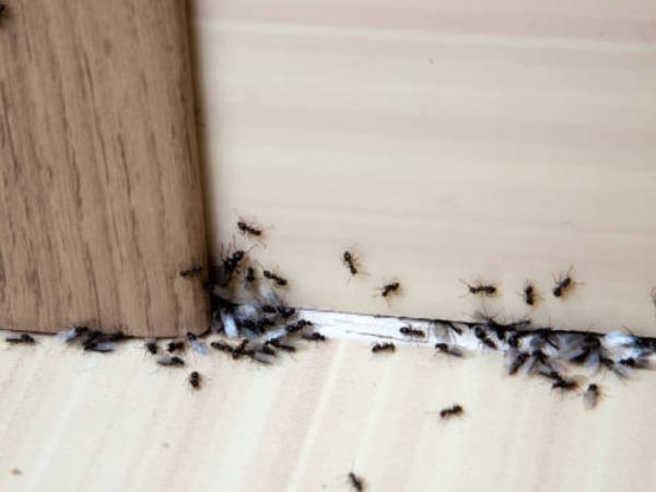 They are not harmless: ants in the home can bring many diseases