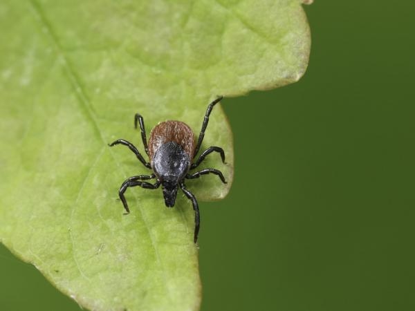 It's aesthetically pleasing but attracts ticks: this is the plant you should avoid in your garden.