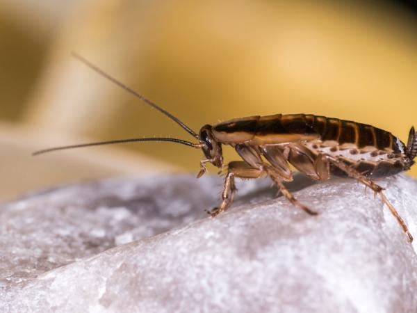 Czy w Twoim domu są karaluchy? To może być dziwny powód