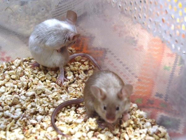 Houd ratten uit de buurt van uw huis: Welke geur haten ratten?