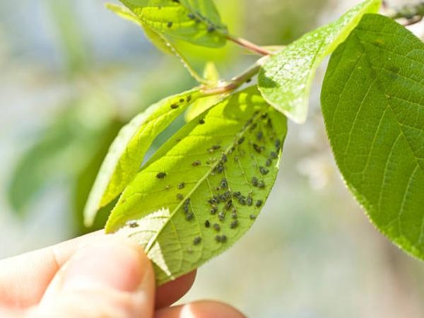 3 Pflanzen, von denen Sie vielleicht nicht wissen, dass sie Insekten in Ihr Haus und Ihren Garten locken