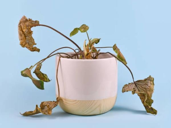 Ein Gartenexperte enthüllt die geheime Zutat zur Wiederbelebung von Pflanzen.