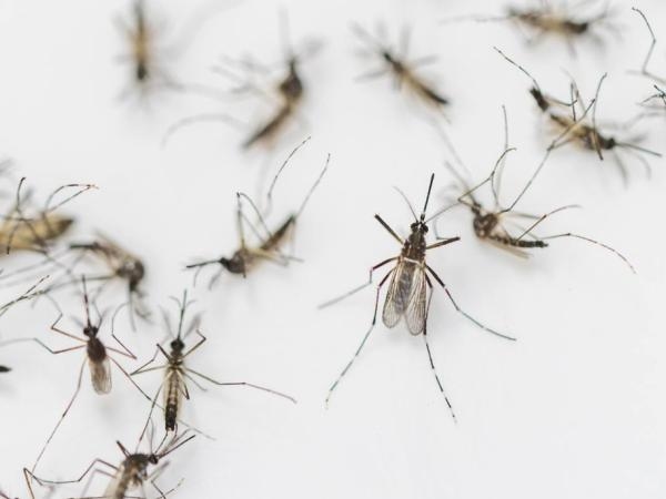 Este es el mosquito más peligroso para todas las personas: ¿cómo reconocerlo?