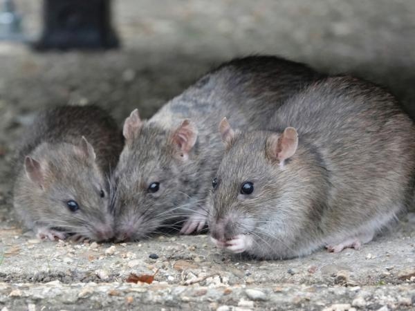 These are the 7 most 'bizarre' things that scare rats away, according to AI.