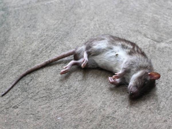Este es el 'mejor cebo' para las trampas de ratas y ratones: es infalible