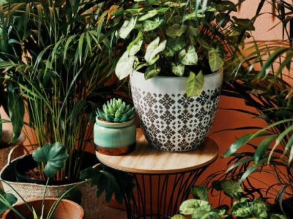 Wat betekent het volgens de psychologie voor iemand om veel planten in huis te hebben?