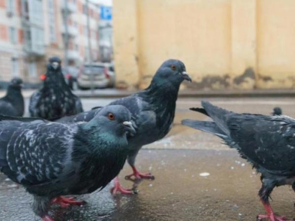 Invasion de pigeons dans le jardin ? Les cinq odeurs qu'ils détestent le plus.