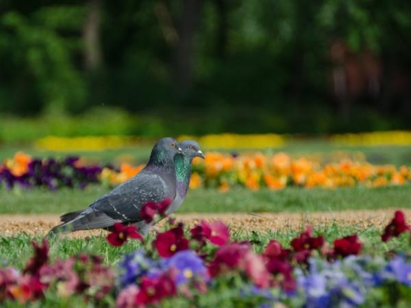 Pas de poisons ni d'odeurs étranges : l'astuce ingénieuse pour effrayer les pigeons de vos arbres