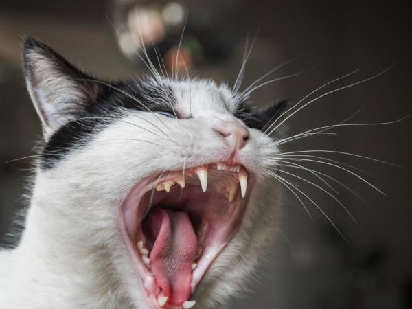 Evde kedi sevmiyorsanız: İşte onların en çok nefret ettiği 4 koku