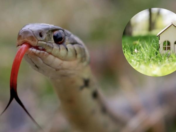 Be clean: These are 10 things that attract snakes to an ordinary home.