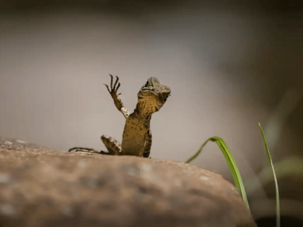 Muy divertidas: las fotos de animales que muestran el lado cómico de la naturaleza