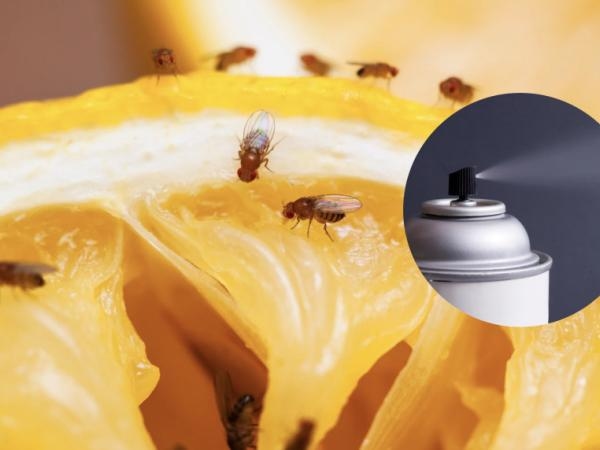 Ze zijn vervelend, maar er is een oplossing: 6 manieren om van fruitvliegjes af te komen.