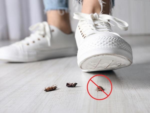 Por que esmagar uma barata para matá-la faz mal à saúde, segundo um especialista?