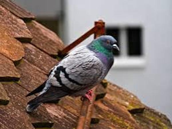 They'll leave immediately: the 5 plants that will keep any pigeon away from your window