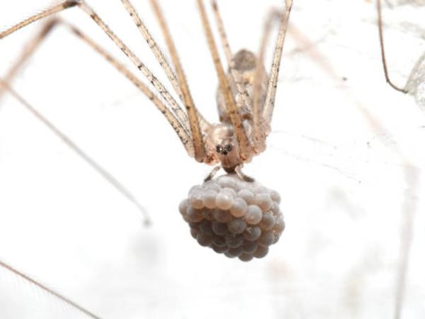 Did you check? You'll find spider eggs in these 5 hidden places in your home.