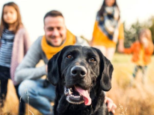 ¿Qué significa para la psicología soñar con perros? Esto dice ChatGPT