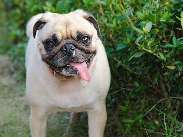 Estos 4 olores odian los perros y los podría usar para ahuyentarlos (o protegerlos)