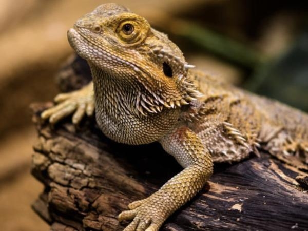 Schrijf ze op: 4 effectieve geuren om hagedissen en kleine gekko's af te schrikken
