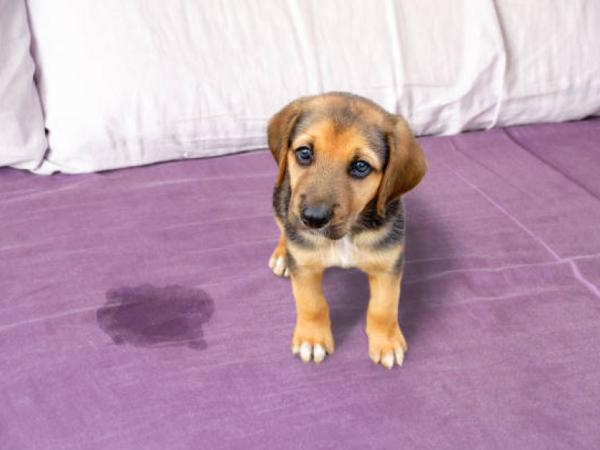 Rápido y muy barato: las 5 recetas para quitar el olor a orines de perro en su casa