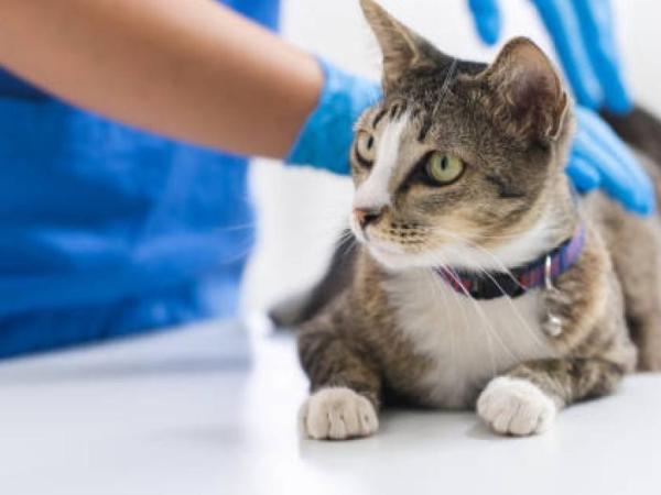 Let op: dit zijn de 7 dingen die katten haten en die je waarschijnlijk nog niet wist