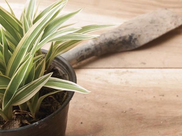 'Regeneratief en helend': de 4 onbekende voordelen van de 'malamadre'-plant