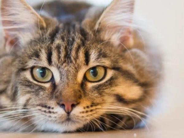 Что означает, с точки зрения психологии, любить кошек?