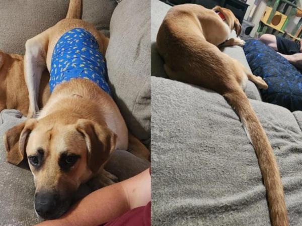 Bu köpek kuyruğu nedeniyle tartışma yaratıyor: Gezegenin en uzun kuyruğu olduğu söyleniyor.