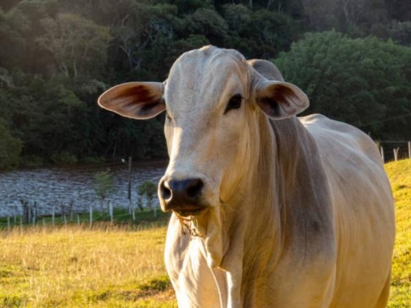 These are the departments that are generating the most employment in the livestock sector