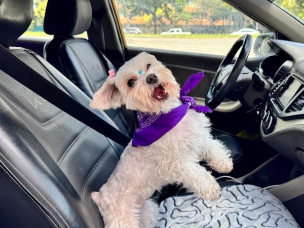 A Cabify lança sua nova categoria de viagens que aceitam animais de estimação em Bogotá. Como é?