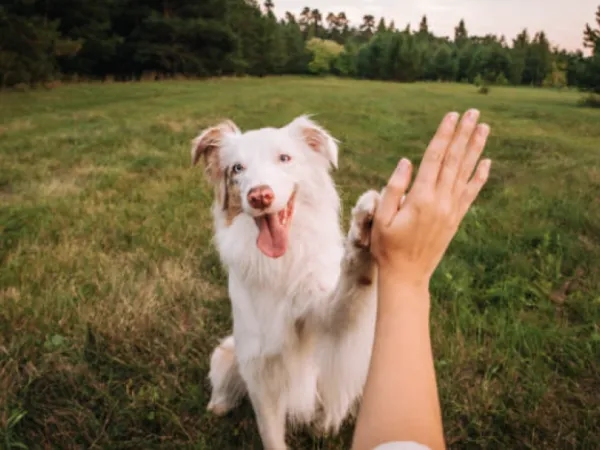 A Lei Kiara estabelece regras e contratos obrigatórios para passeadores de animais de estimação.