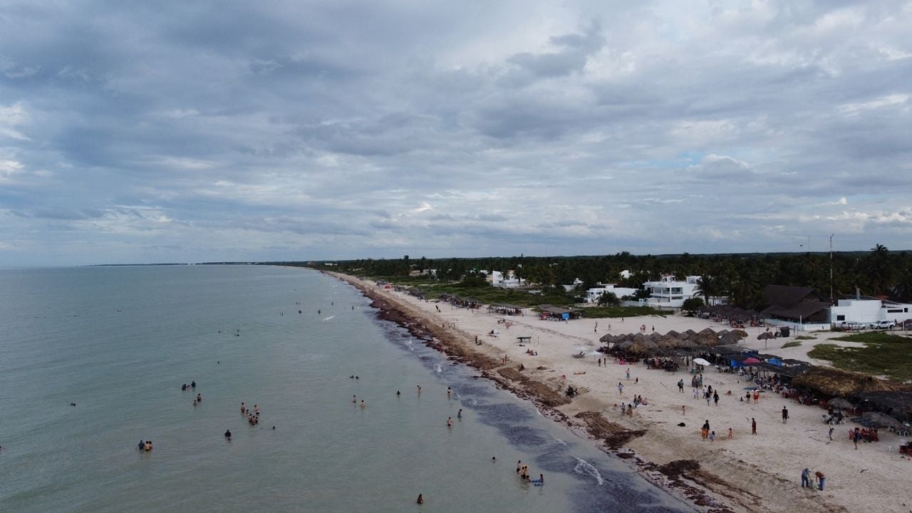 Les sargasses atteindront des niveaux sans précédent sur les plages mexicaines cette année, prévient l'UNAM